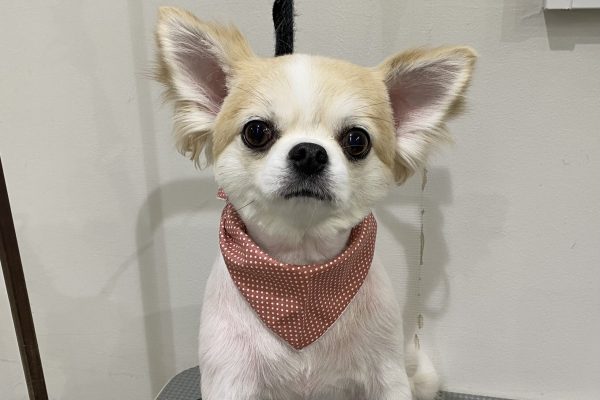 1_IMG_0066