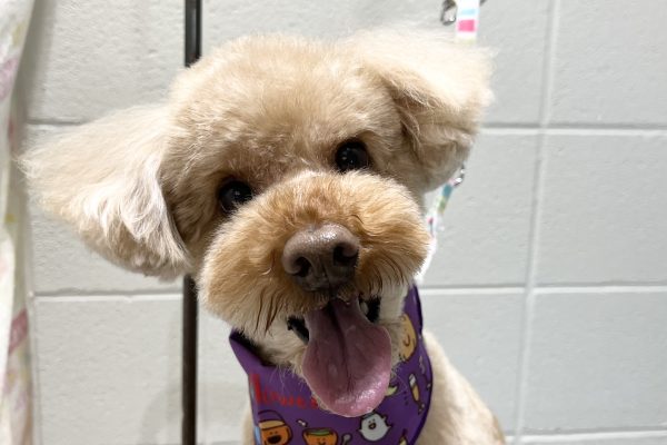 1_IMG_8514 1_IMG_8514