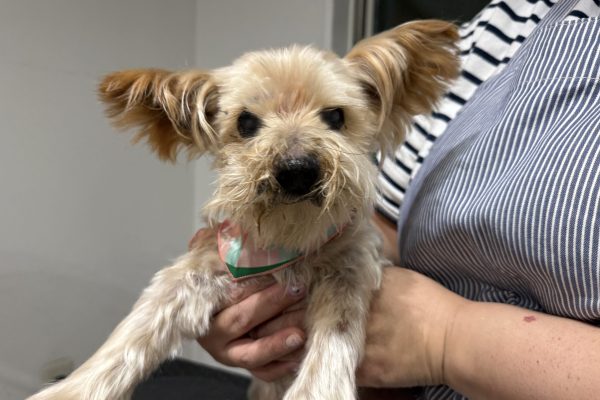 52c31eff395f973f639fd80fba90a337