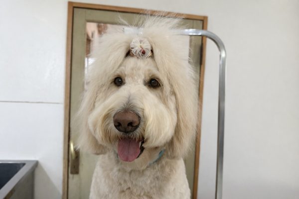 CCB0A994-D186-4296-B1EF-2E18C51847E6