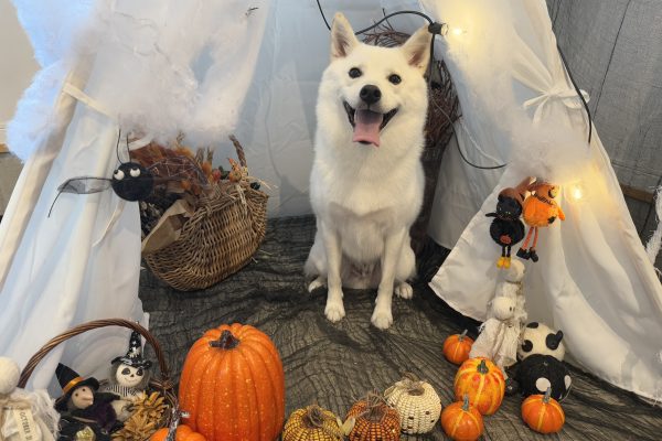 IMG_6115-2 IMG_6115-2