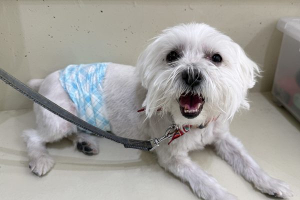 f4e0bf22c886b5557fce19af4f450a27